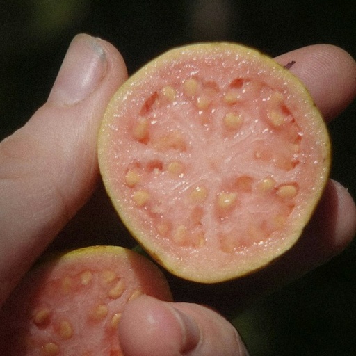 Guava Pulp 3.1kg Tin